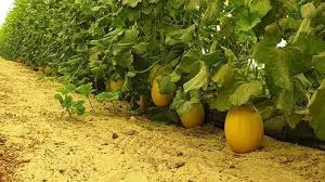 Citrons frais