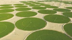 Culture en oasis