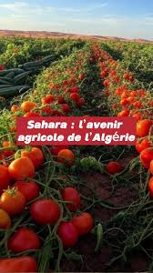 Tomates
